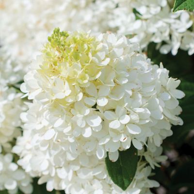Image showing 5 th National Plant Network 4 in. Hydrangea Sweet Starlight Shrub with White and Blushing Pink Flowers, 3 Pack