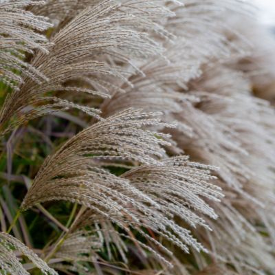 Image showing  4 in. Miscanthus Oktoberfest Perennial Plant with Tan Plumage, 3 pk.