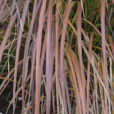 Image showing  4 in. Miscanthus Oktoberfest Perennial Plant with Tan Plumage, 3 pk.