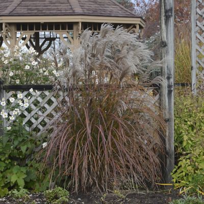 Image showing  4 in. Miscanthus Oktoberfest Perennial Plant with Tan Plumage, 3 pk.