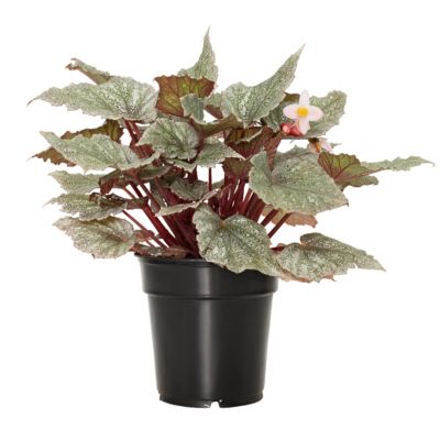 Image showing  6 in. Begonia Rex Dino Shadow King Plant