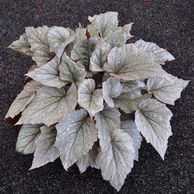 Image showing  6 in. Begonia Rex Dino Shadow King Plant