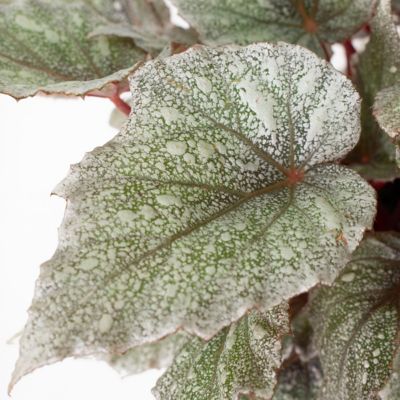 Image showing  6 in. Begonia Rex Dino Shadow King Plant