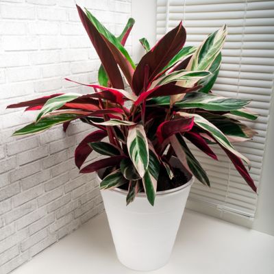 National Plant Network 6 in. Stromanthe Triostar Plant