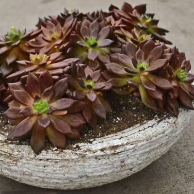 National Plant Network 4 in. Echeveria Serrana Plant, 3 pk.