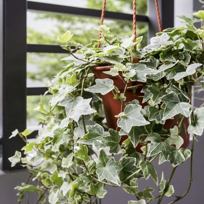 National Plant Network 4 in. Hedera English Ivy Plant, 3 pk.