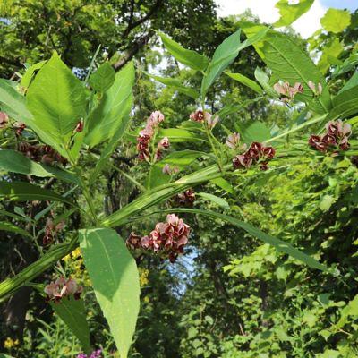 National Plant Network 1 gal. Apios Americana Ground Nut Perennial Plant Ruddy Red Flowers
