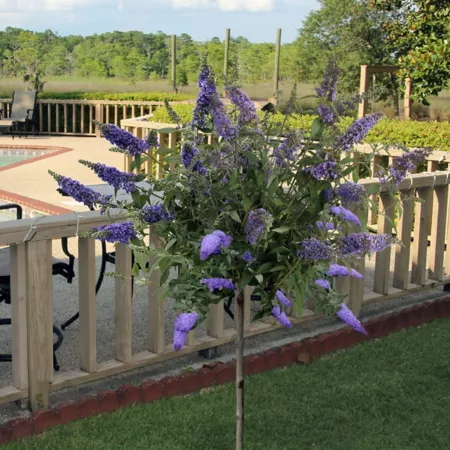 National Plant Network 1 gal Buddleia True Blue tree shape with blue flowers Trees