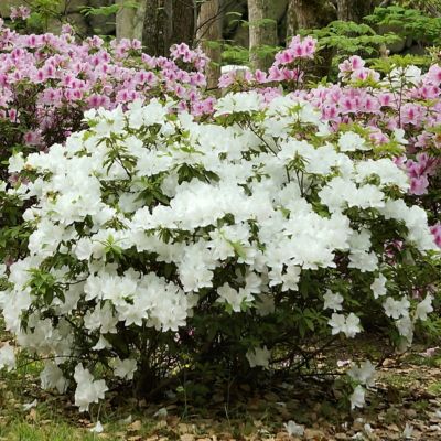 National Plant Network 1 gal. Floramore Azalea White Shrub with White Flowers