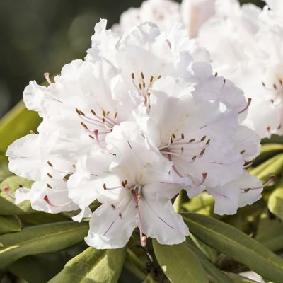 Image showing  3 gal. Floramore Azalea White Shrub with White Flowers