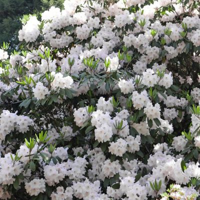 Image showing  3 gal. Floramore Azalea White Shrub with White Flowers