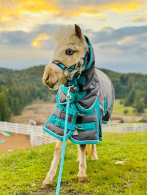 Star Point Horsemanship Extra-Heavyweight 400 G 1200 Denier Miniature Horse-Pony Blanket