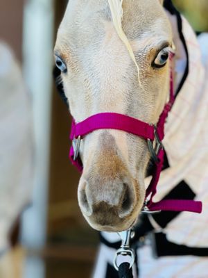 Image showing  Miniature Horse Foal Halter Raspberry
