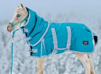 Image showing  Extra Heavyweight 400 G 1200 D Bellyband Blanket, 36-52 in.