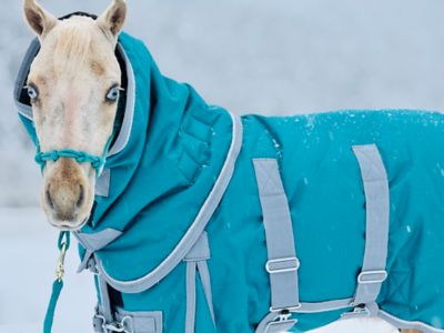 Image showing  Extra Heavyweight 400 G 1200 D Bellyband Blanket, 36-52 in.