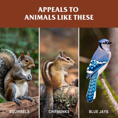 Image showing  Shelled Peanuts Wild Bird Food, 3 lb.