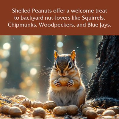 Image showing  Shelled Peanuts Wild Bird Food, 8 lb.