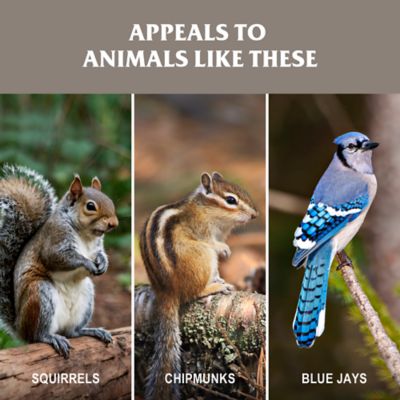 Image showing  In-Shell Peanuts Wild Bird Food, 3 lb.