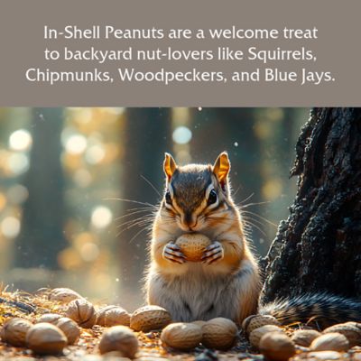 Image showing  In-Shell Peanuts Wild Bird Food, 10 lb.