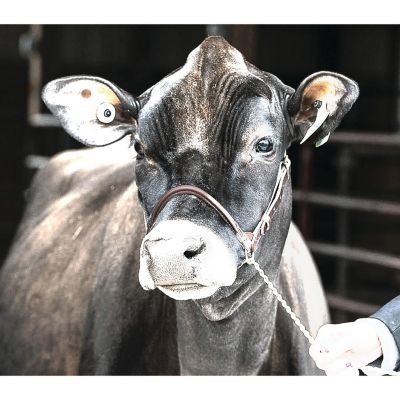 Image showing  Dairy Halter