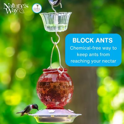 Image showing  Hummingbird Feeder Ant Moat