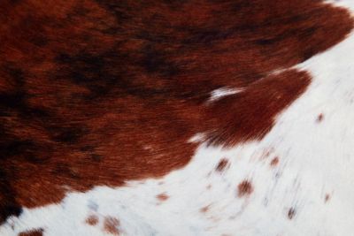 Image showing  Faux Cowhide Rug