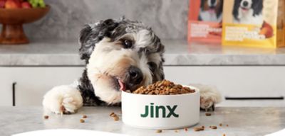 Image showing  All Life Stages Beef Recipe with Brown Rice and Sweet Potato Recipe Dry Dog Food