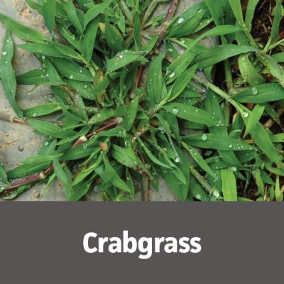 Image showing  Trimec Platinum All in One Weed Control Concentrate, 32 oz.