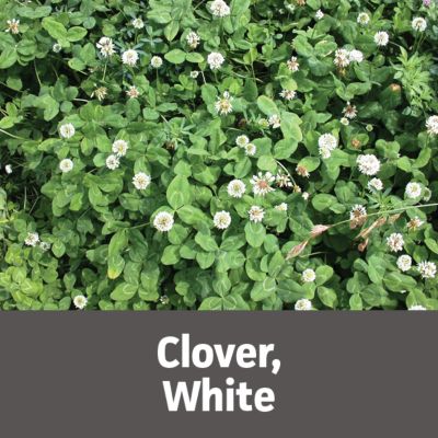 Image showing  Trimec Platinum All in One Weed Control Concentrate, 32 oz.