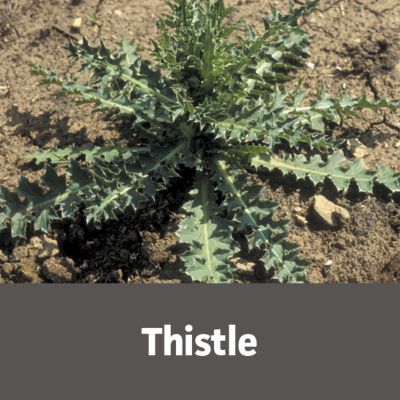 Image showing 6 th Gordon's Trimec Platinum All in One Weed Control Concentrate, 32 oz.