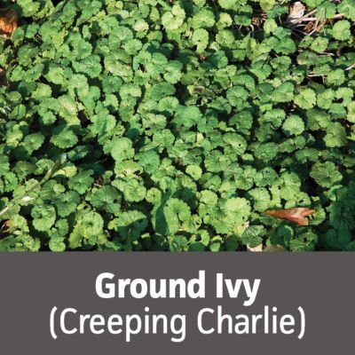 Image showing  Trimec Platinum All in One Weed Control Ready to Spray, 32 oz.