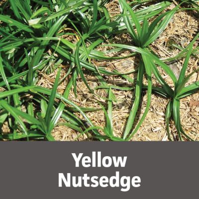 Image showing 5 th Gordon's Trimec Platinum All in One Weed Control Ready to Spray, 32 oz.