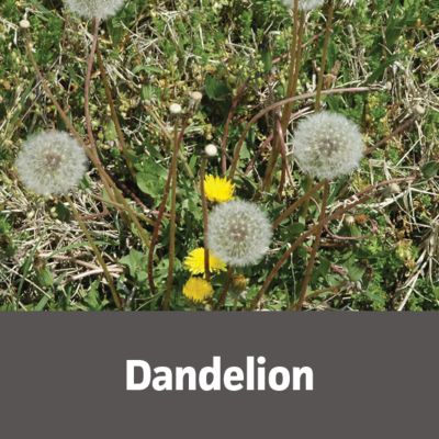 Image showing 7 th Gordon's Trimec Platinum All in One Weed Control Ready to Spray, 32 oz.