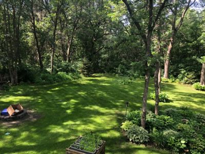 Image showing  MicroLawn Clover and Grass Seed Mixture