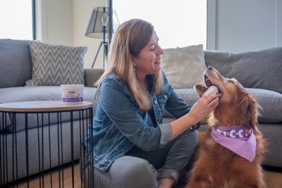Image showing  Pet Dental Finger Wipes