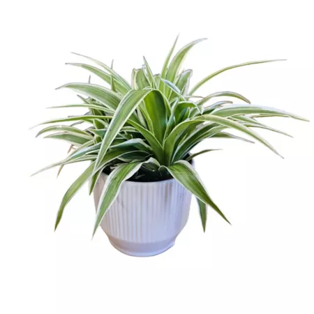 5" Indoor Chlorophytum Perennials