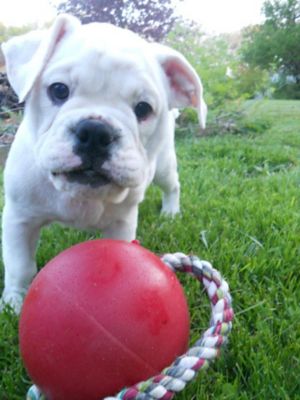 Image showing  Romp-n-Roll Ball Dog Toy, 6 in.