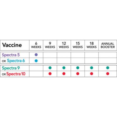 puppy shot schedule chart spectra