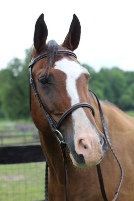 Henri de Rivel Pro Fancy Raised Bridle With Laced Reins