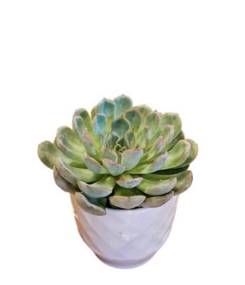 5 in. Assorted Succulent