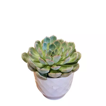 5 in Assorted succulents Succulents & House Plants