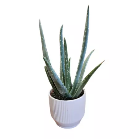 Indoor Aloe 5 in Succulents & House Plants