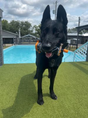 Image showing 9 th DoggyRade Unleashed Hydration + Prebiotic Sport Drink for Dogs, 8.4 fl. oz.