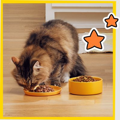 Image showing  Wet Cat Food, Seafood Medley Flavor Pate in Gravy, 3.5 oz. Tray