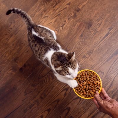 Image showing 9 th Temptations Adult Indoor/Outdoor Tempting Tuna & Chicken Recipe Dry Cat Food