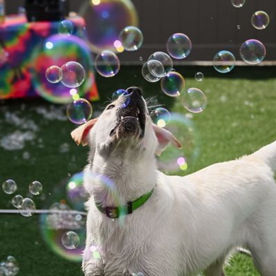 Image showing  Puppy Love Bubbles Pumpkin Scented 2 Pack 4 oz. Bottles