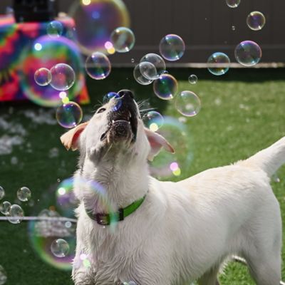 Image showing  Puppy Love Bubbles Apple Pie Scented 2 Pack 4 oz. Bottles