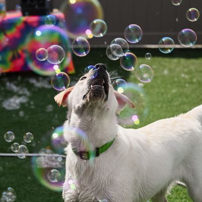 Image showing  Puppy Love Bubbles Birthday Cake Scented 2 Pack 4 oz. Bottles