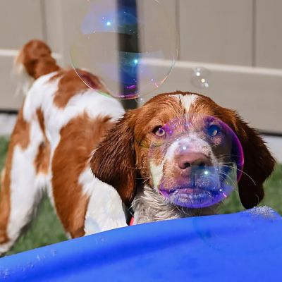 Image showing 5 th Atomic Bubbles Puppy Love Bubbles Birthday Cake Scented 2 Pack 4 oz. Bottles