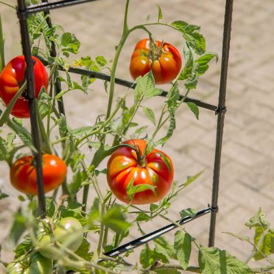 Image showing  Ultomato Tomato Plant Cage Black